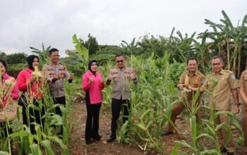 Polres Bangka Barat Panen Jagung Bersama FORKOPIMDA Bangka Barat, Launching Pekarangan Pangan Bergizi
