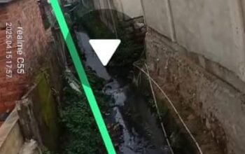 Peternak Sapi H. Badut di Tengah Kota Pangkalpinang, Masyarakat Resah Menahun