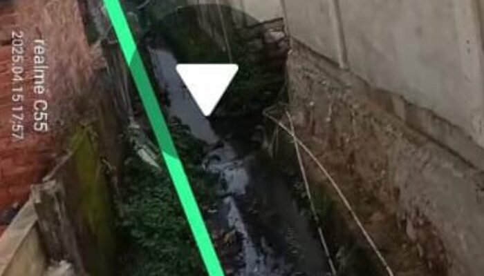 Peternak Sapi H. Badut di Tengah Kota Pangkalpinang, Masyarakat Resah Menahun