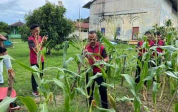 Kapolres Bangka Barat Pimpin Panen Jagung di Polsek Mentok