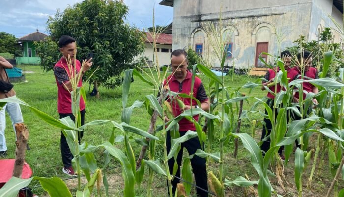 Kapolres Bangka Barat Pimpin Panen Jagung di Polsek Mentok