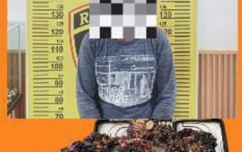 Polres Bangka Tengah Ungkap Kasus Pencurian TBS Sawit di Desa Cambai Selatan, Satu Pelaku Diamankan