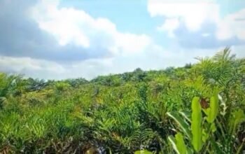 Diberitakan Pencaplokan Hutan Negara IR.Rudianto Jhen Diam Seribu Bahasa Ada Apa Ya?