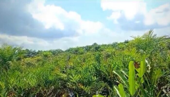 Diberitakan Pencaplokan Hutan Negara IR.Rudianto Jhen Diam Seribu Bahasa Ada Apa Ya?