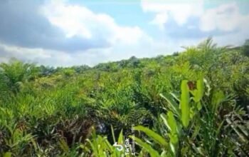 Manusia Super Power Sulit di Jamah Oleh Hukum Diduga di Laporkan ke Jampidsus