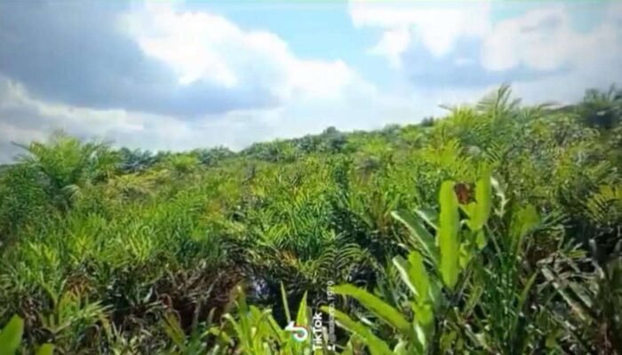 Manusia Super Power Sulit di Jamah Oleh Hukum Diduga di Laporkan ke Jampidsus