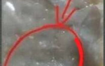 MBG di Salurkan Pempek Telur Ada Belatung Penyedia Jasa SPPG Lumbung Permata Gizi Harus Bertanggungjawab