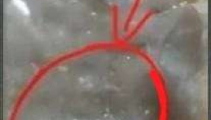 MBG di Salurkan Pempek Telur Ada Belatung Penyedia Jasa SPPG Lumbung Permata Gizi Harus Bertanggungjawab