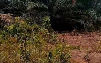 Diduga Praktik Ilegal Jual Beli Lahan Hutan Kawasan Produksi di Desa Kerakes di Minta Kphp Ambil Tindakan