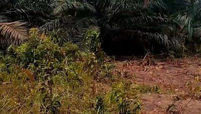 Diduga Praktik Ilegal Jual Beli Lahan Hutan Kawasan Produksi di Desa Kerakes di Minta Kphp Ambil Tindakan