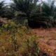 Diduga Praktik Ilegal Jual Beli Lahan Hutan Kawasan Produksi di Desa Kerakes di Minta Kphp Ambil Tindakan